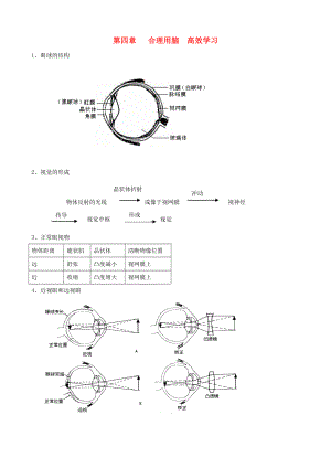 七年級生物下冊 第四章《合理用腦 高效學(xué)習(xí)》復(fù)習(xí)提綱 冀教版