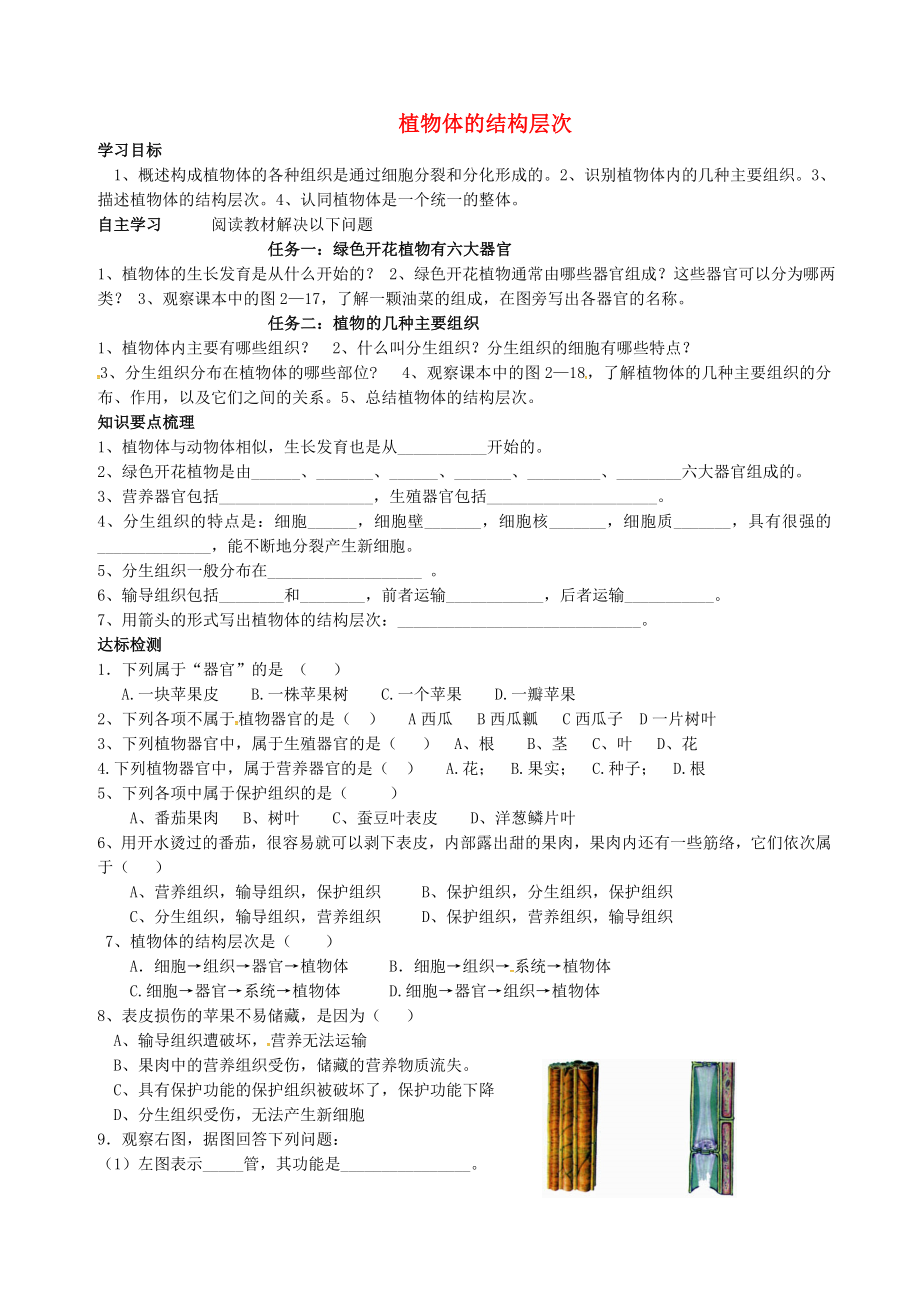 山東省肥城市王莊鎮(zhèn)初級中學七年級生物上冊 2.2.3 植物體的結構層次導學案（無答案）（新版）新人教版（通用）_第1頁