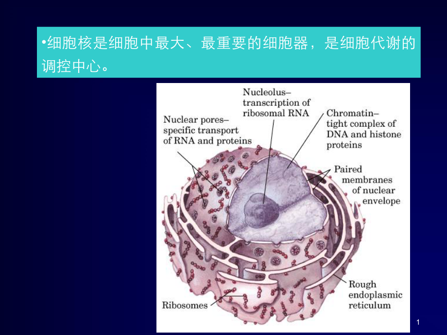 细胞核与染色体(4)课件_第1页