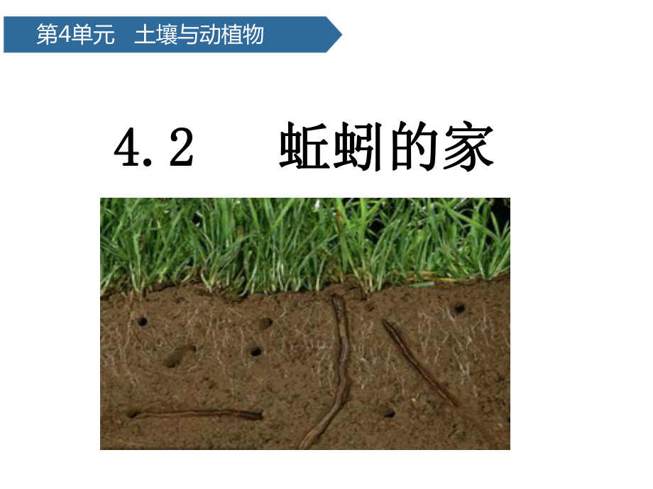 一年级下册科学课件-13蚯蚓的家 青岛版（六年制）(共12张PPT)_第1页