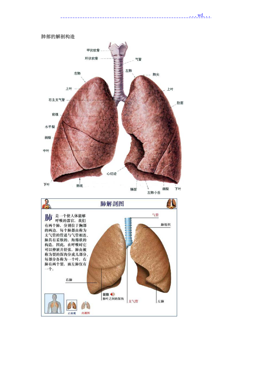 肺部的解剖结构_第1页