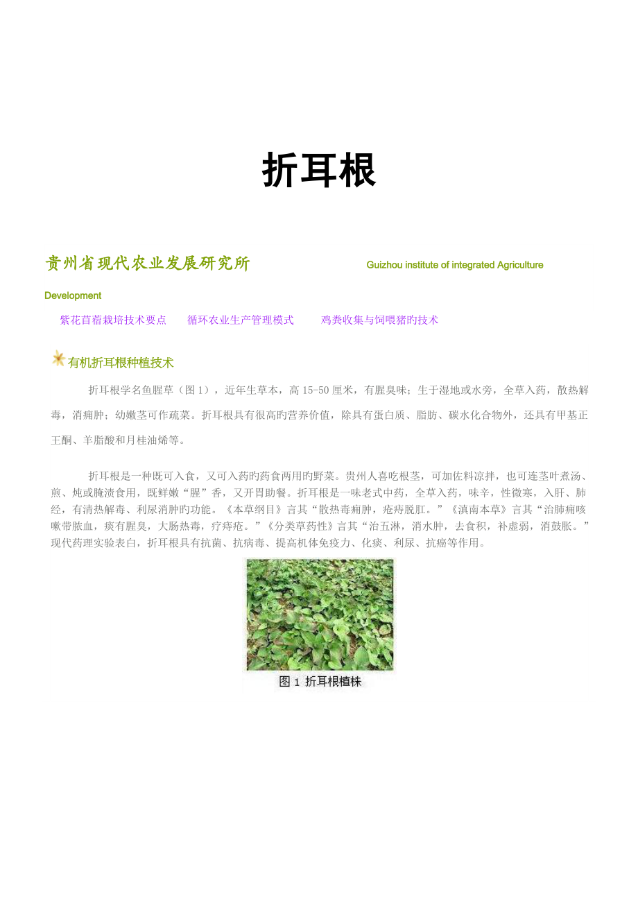 折耳根具体种植重点技术_第1页