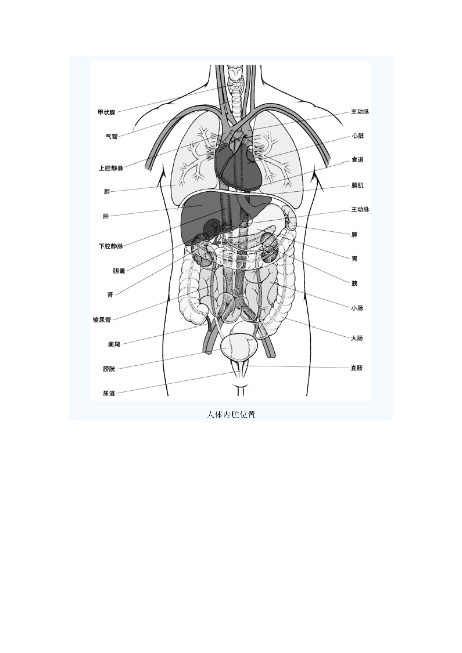 人体器官和组织图