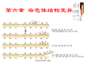 染色體結(jié)構(gòu)變異 課件