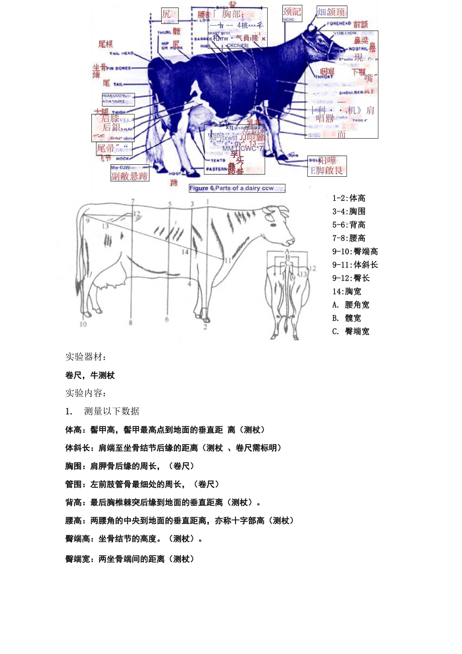 牛的体型外貌评定_第1页