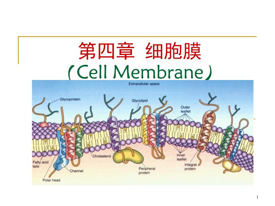 细胞膜分子生物学细胞膜结构_第1页