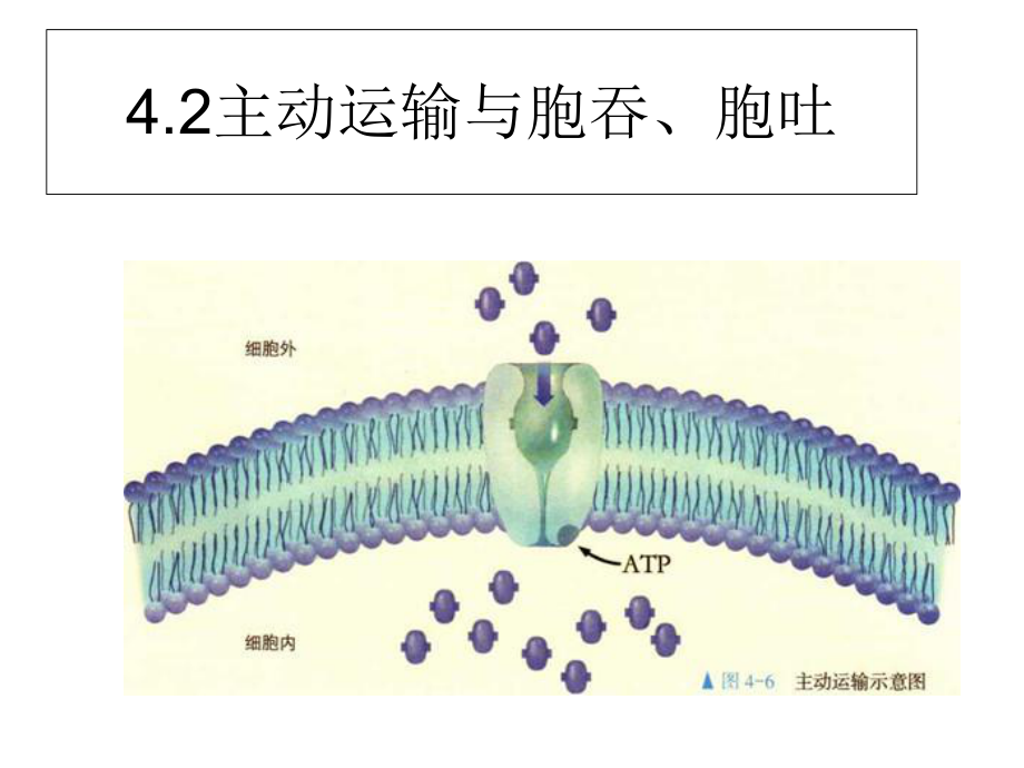 主動運(yùn)輸與胞吞胞吐ppt課件_第1頁