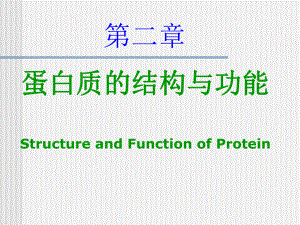 分子生物學(xué)蛋白質(zhì)ppt課件