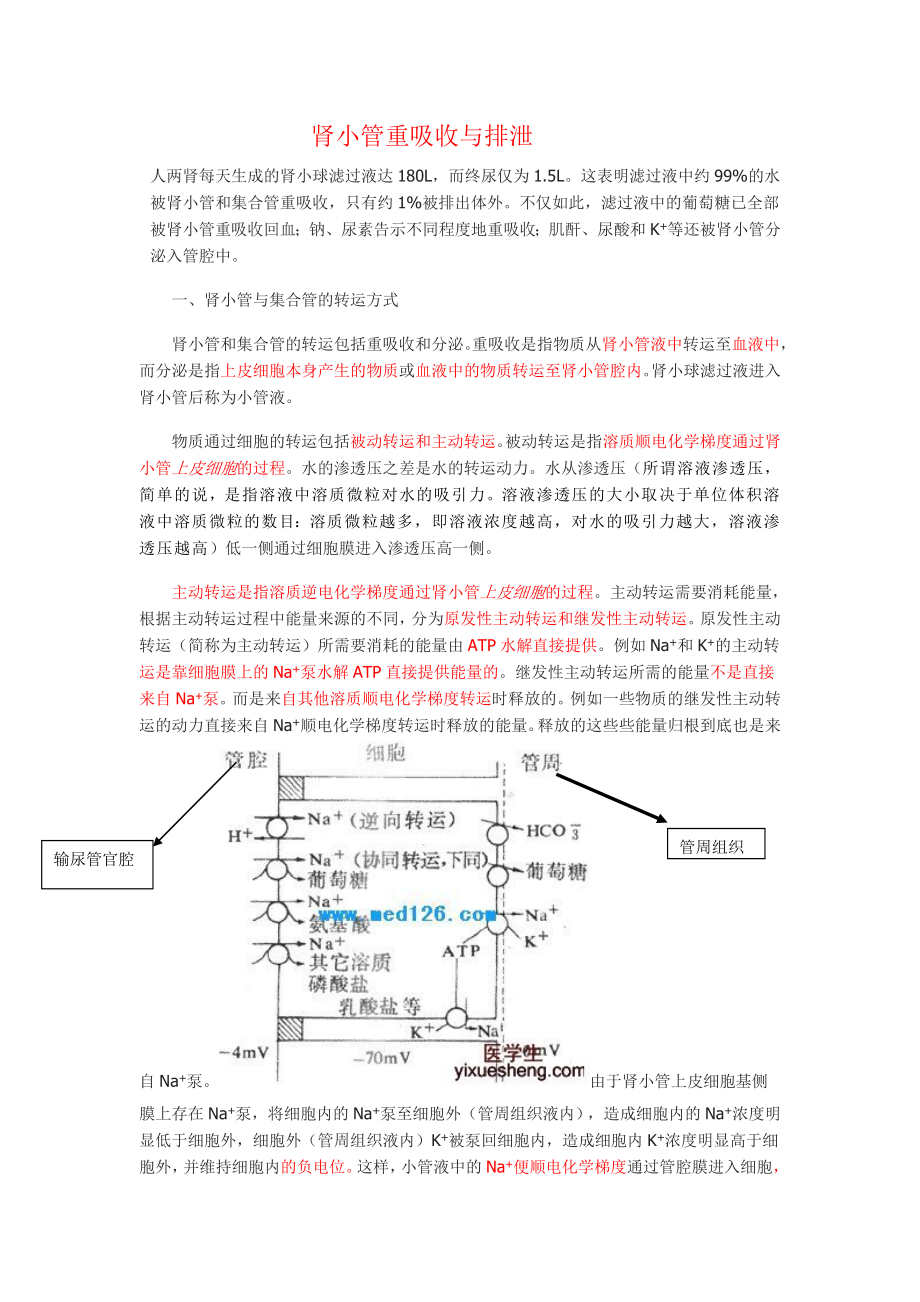 肾小管和集合管的重吸收_第1页