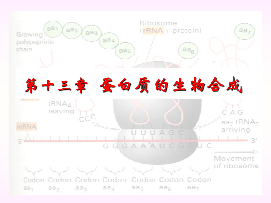 巫第十三章蛋白质的生物合成课件_第1页