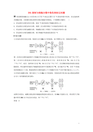 2020版高考生物新導(dǎo)學(xué)大一輪復(fù)習(xí) 第五單元 遺傳的分子基礎(chǔ) 熱點(diǎn)題型五 DNA復(fù)制與細(xì)胞分裂中染色體標(biāo)記問(wèn)題講義（含解析）北師大版