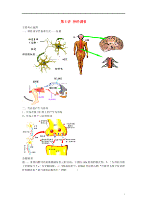 江蘇省大豐市高中生物 第五講 神經(jīng)調(diào)節(jié)學(xué)案 蘇教版必修3