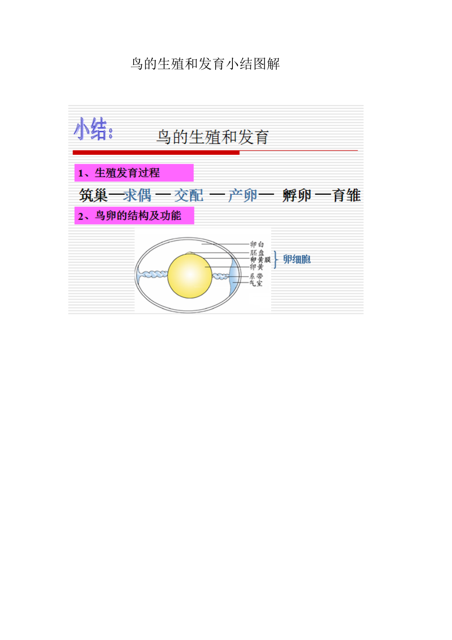 鸟的生殖和发育图解_第1页