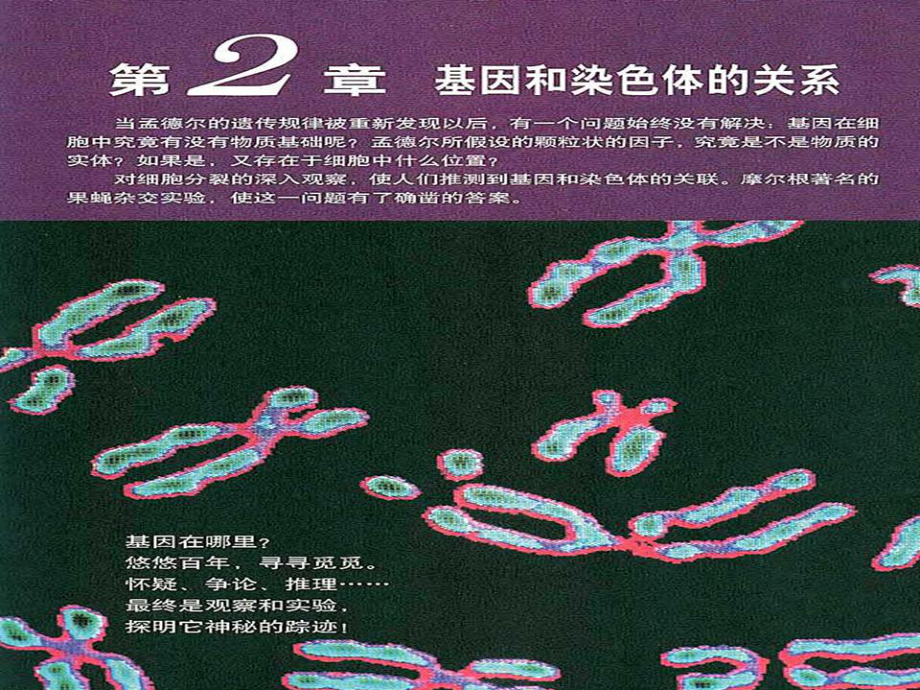 2[1]2《基因在染色体上》课件（新人教必修2）_第1页