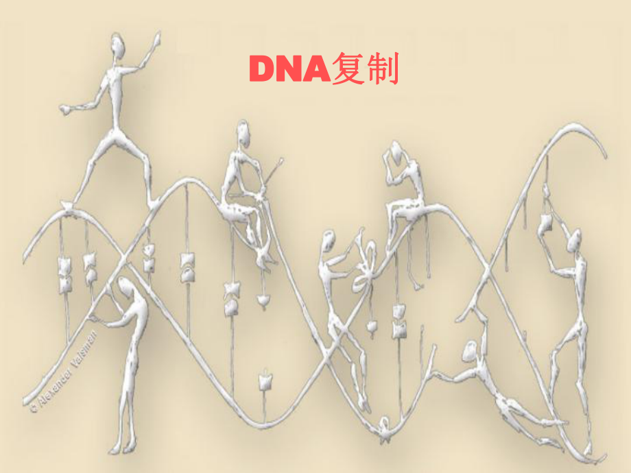 第四章 DNA復制 王赟_第1頁