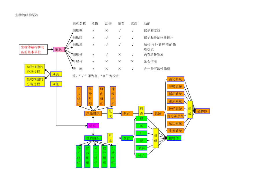 生物的結(jié)構(gòu)層次 (2)_第1頁(yè)