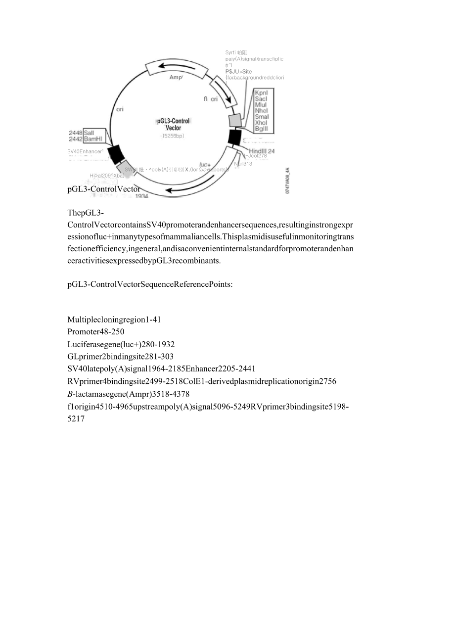 pGL3-Control Vector质粒图谱及其说明_第1页