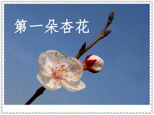 小学语文苏教版四年级下册第一朵杏花-文档资料