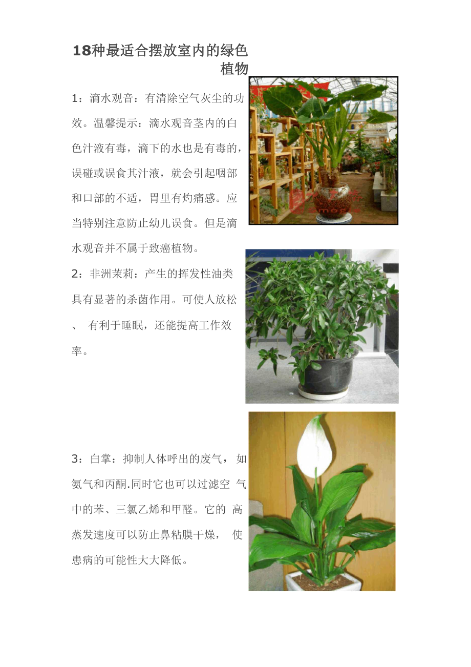 18种最适合摆放室内的绿色植物_第1页