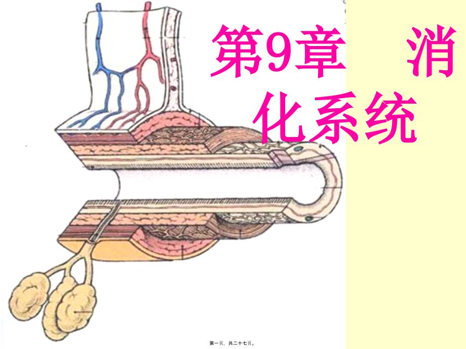 组织学与胚胎学消化管_第1页