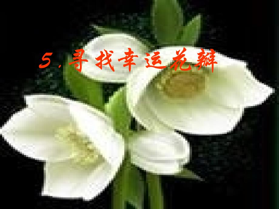 25尋找幸運(yùn)花瓣兒_第1頁(yè)