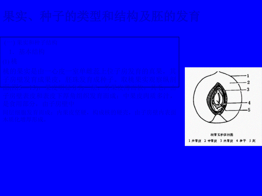 果实的结构与类型2课件_第1页