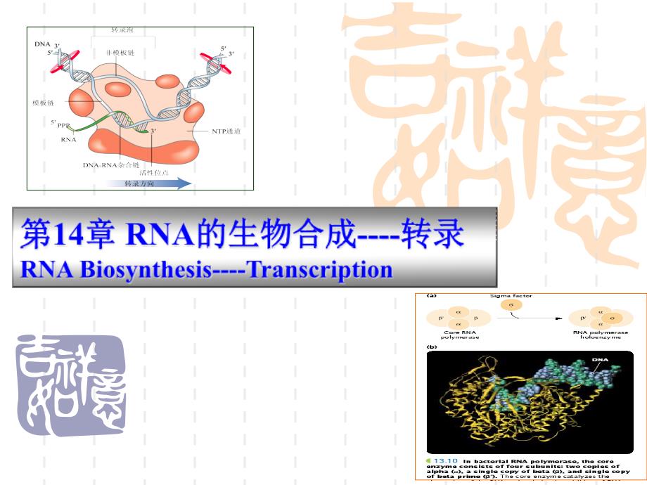 RNA的生物合成转录oweroinres_第1页