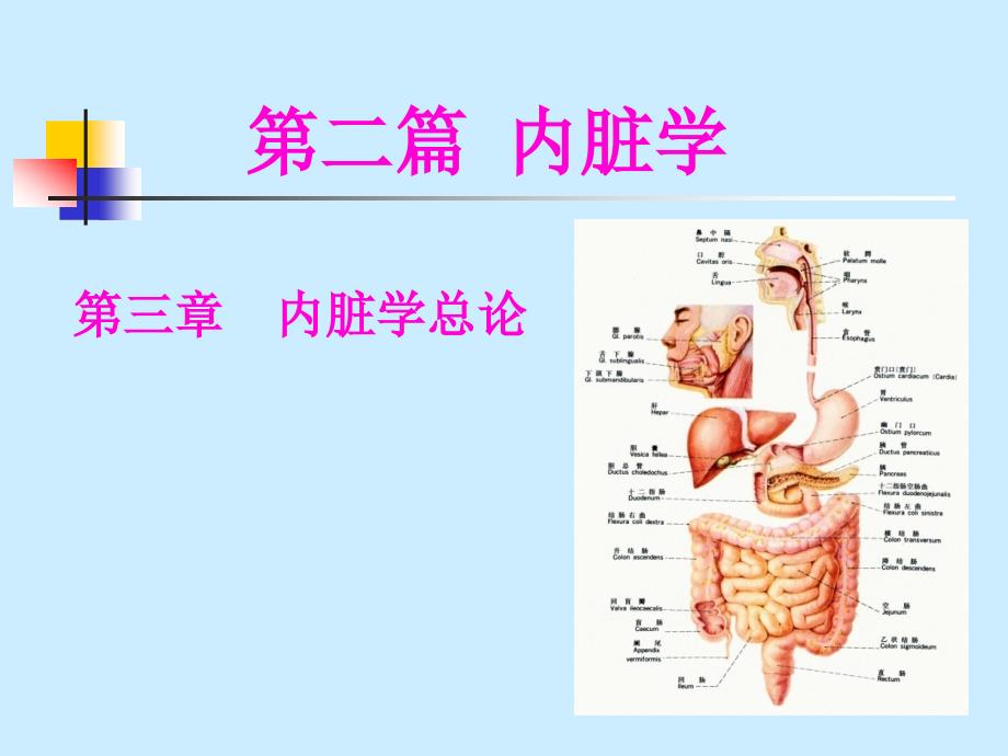 解剖内脏学PPT课件_第1页