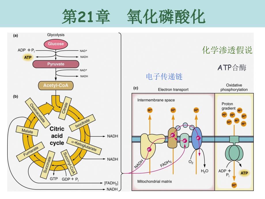 (高级生物化学)第21章--氧化磷酸化(XXXX_第1页