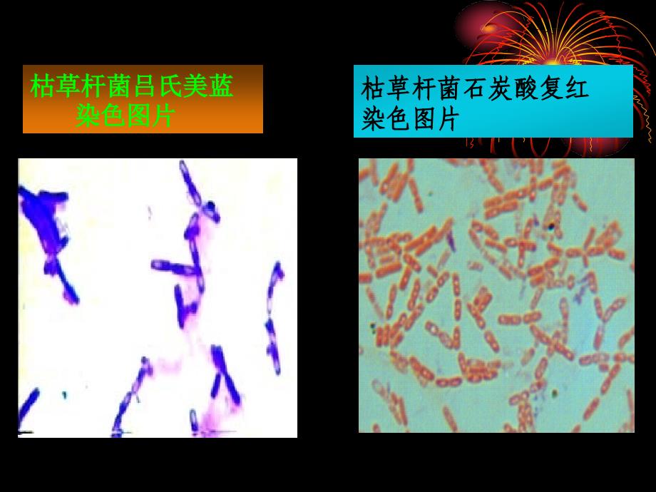 微生物学实验七_第1页