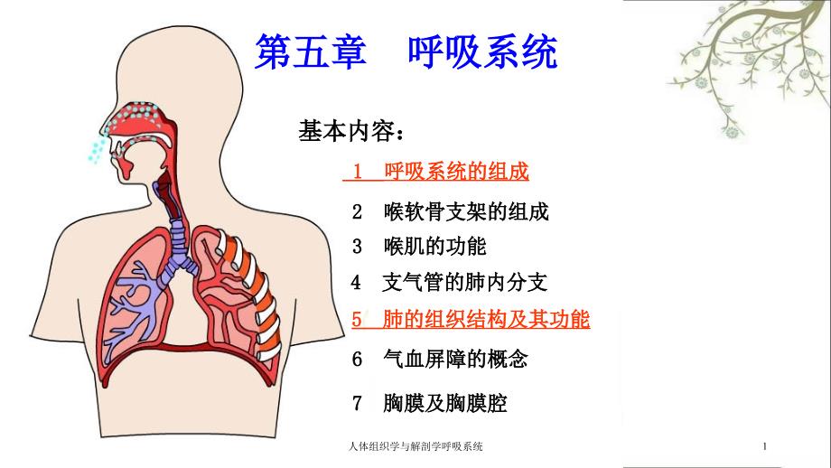 人体组织学与解剖学呼吸系统ppt课件_第1页