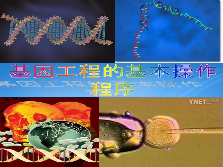 三少__基因工程的基本操作步骤_第1页