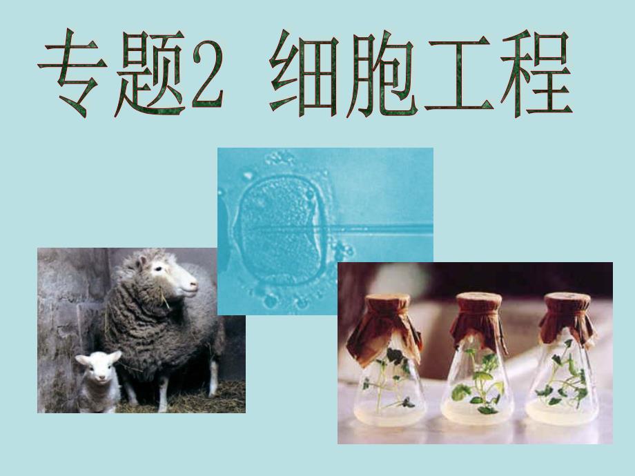 植物细胞工程的基本技术教学用_第1页