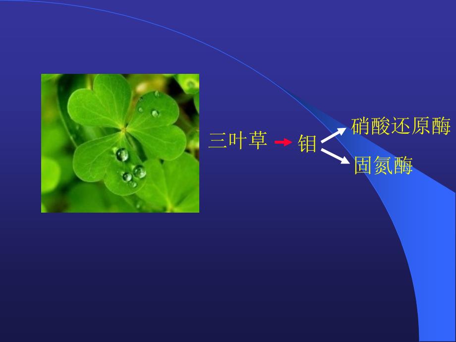 植物的矿质营养及对氮磷硫的同化_第1页