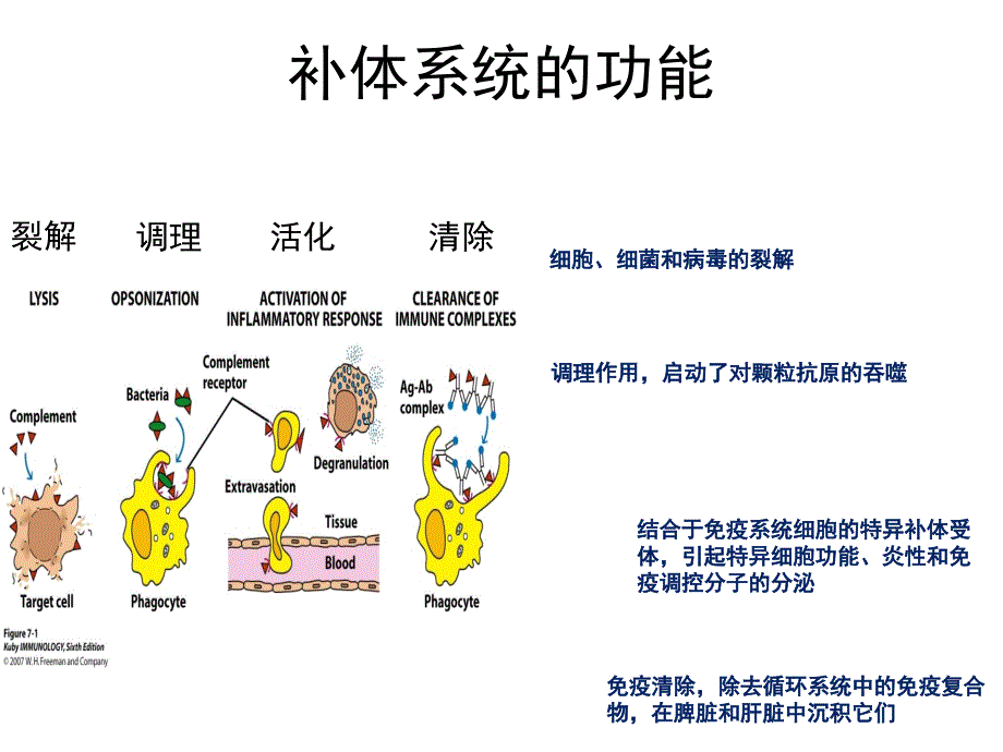 免疫学第章主要组织相容性复合物MHC和抗原递呈_第1页