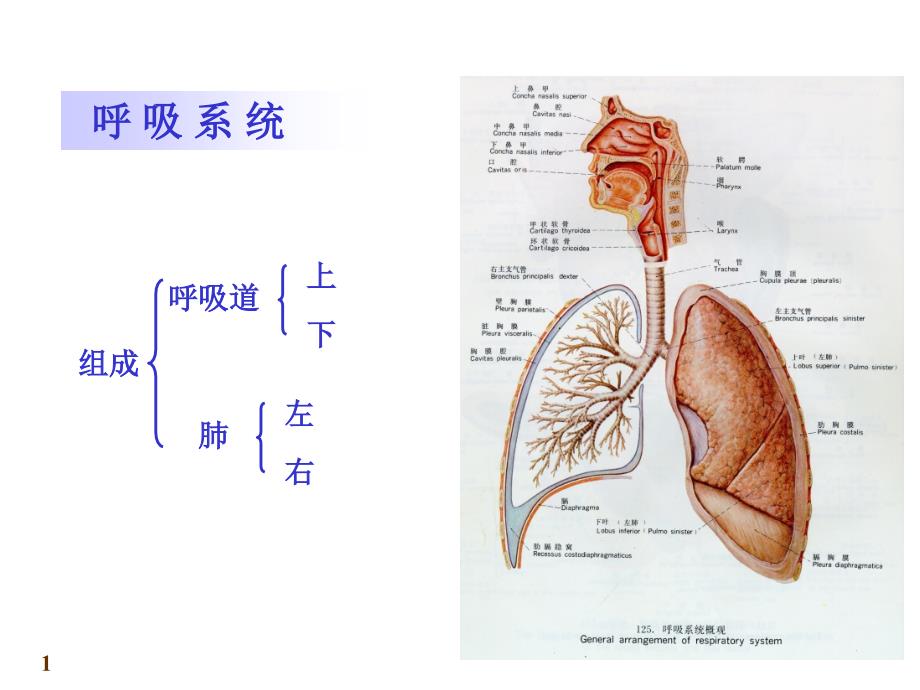 呼吸系统 解剖学课件_第1页