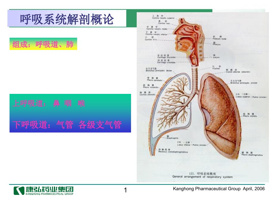 医药代表学术培训-呼吸系统常见疾病_第1页