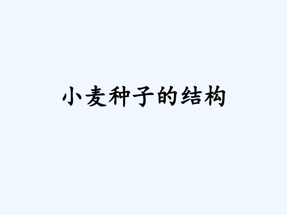 小麦种子的结构_第1页