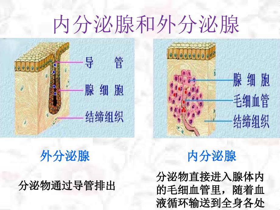 内分泌腺和外分泌腺_第1页