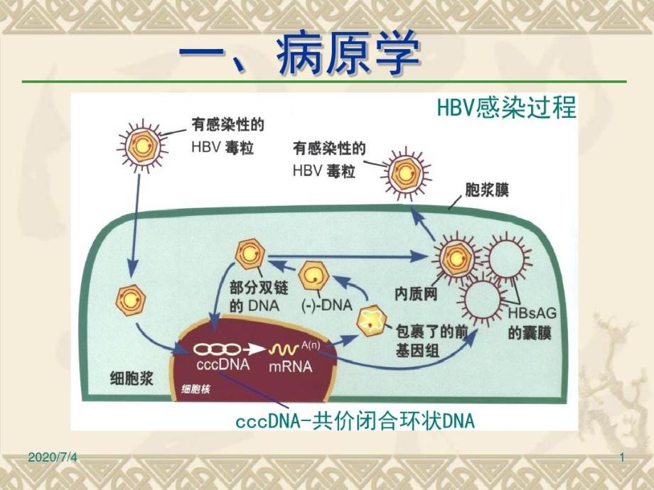 乙肝防治指南解读ppt课件_第1页