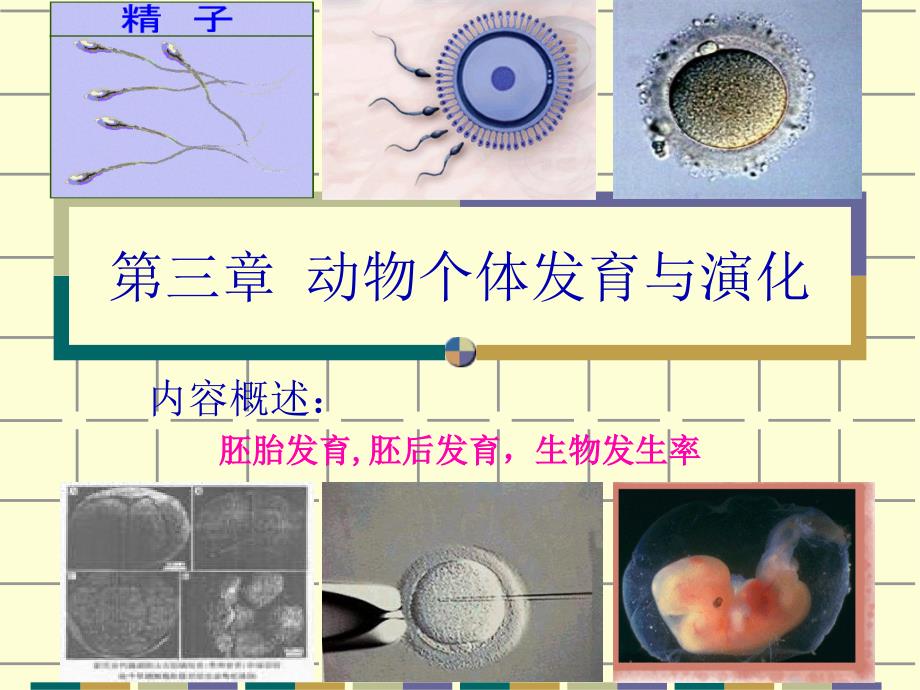 動物個體發(fā)育與演化課件_第1頁