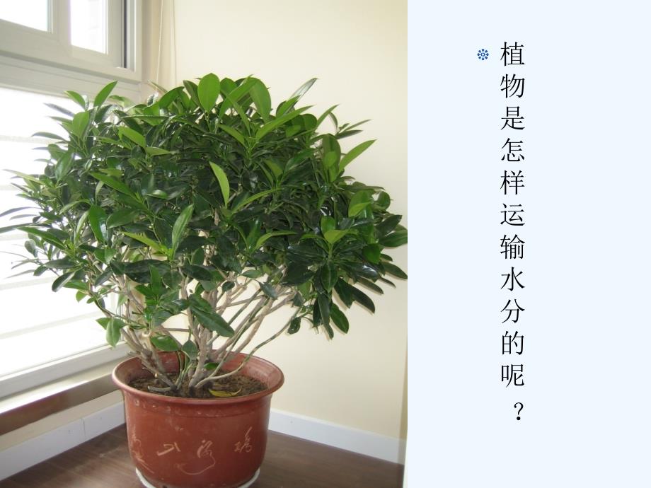 植物是怎样运输水分的_第1页