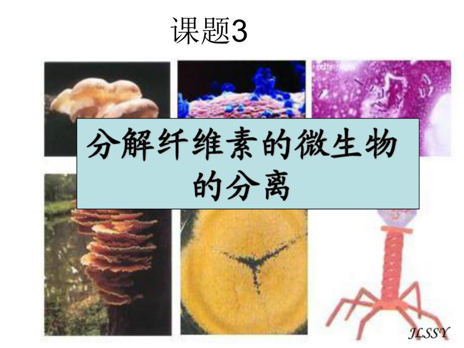 课题3　分解纤维素的微生物的分离(精品)_第1页