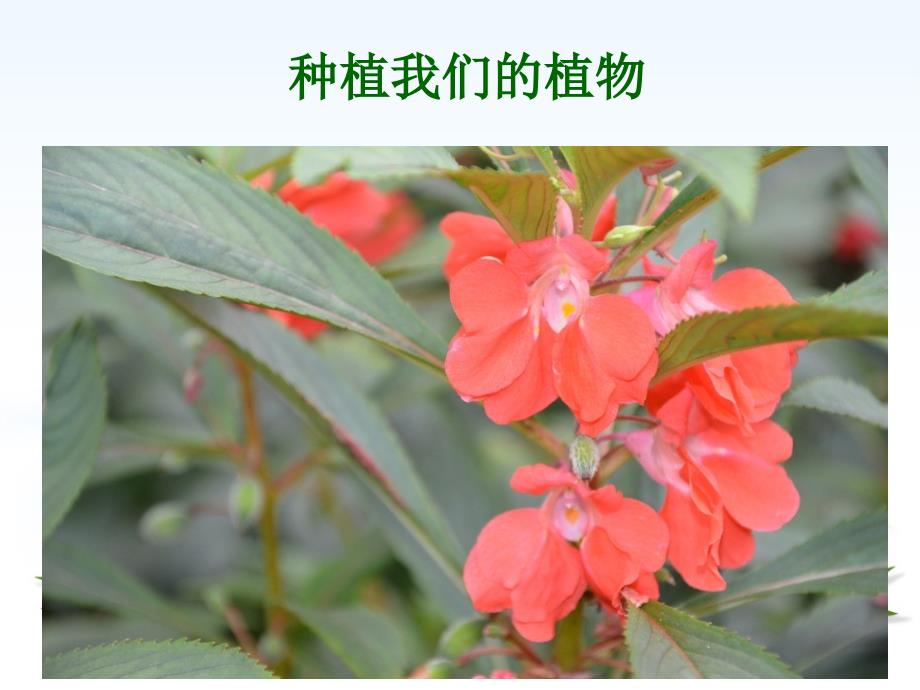 (精品)种植我们的植物_第1页