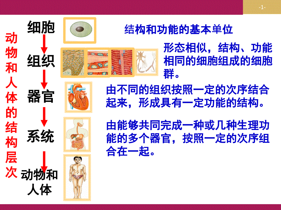 (精品)第二节　植物体的结构层次_第1页