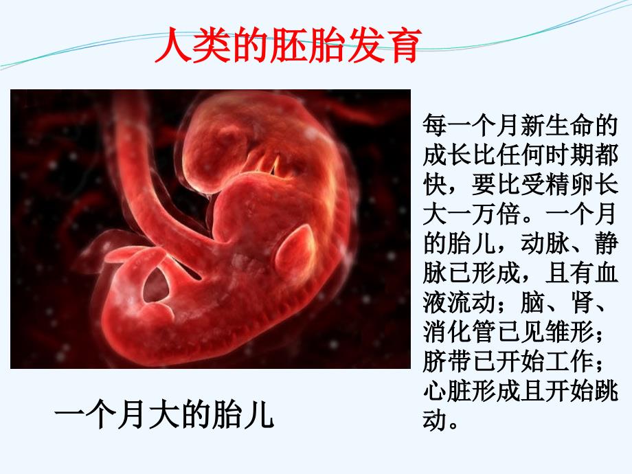 人类的胚胎发育 (2)(精品)_第1页