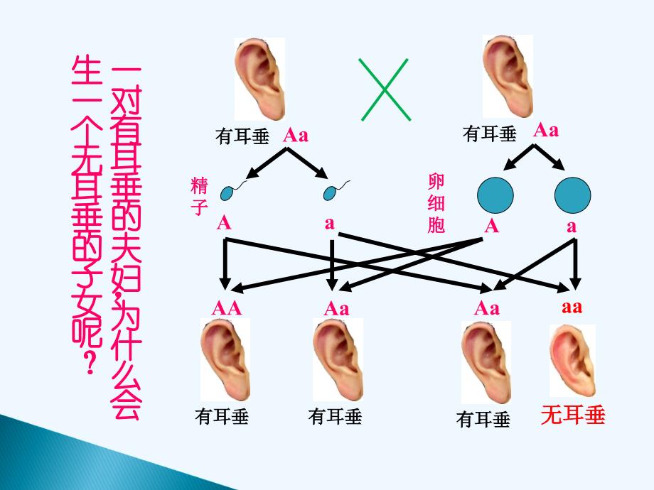 基因随配子代代相传(精品)_第1页