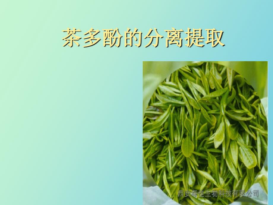 茶多酚的分离提取_第1页