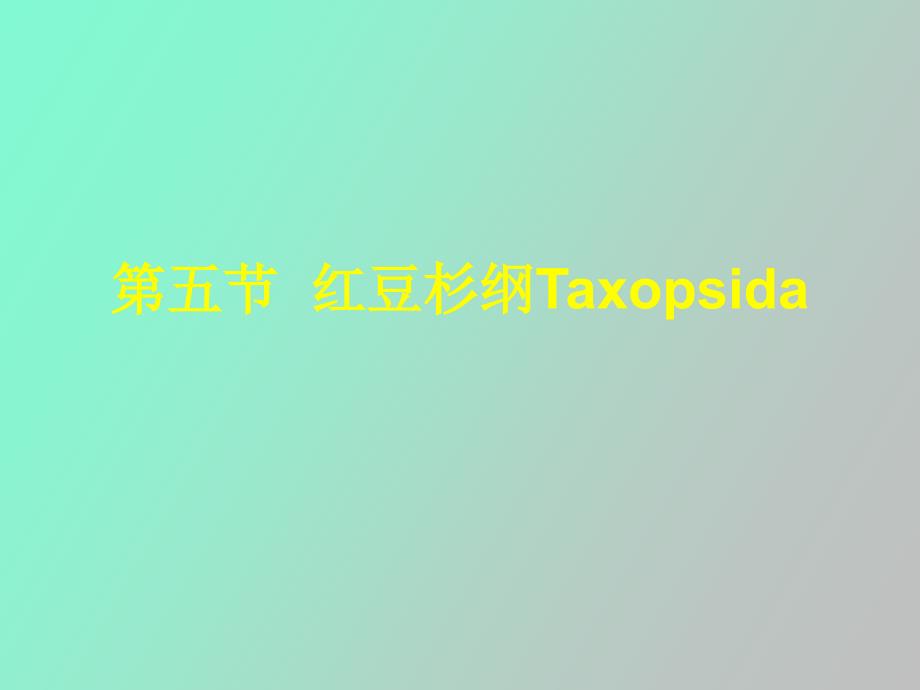 红豆杉纲Taxopsida_第1页