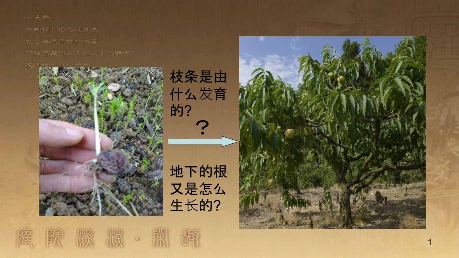 七年级生物上册 第三单元 第二章 第二节《植株的生长》课件 （新版）新人教版_第1页